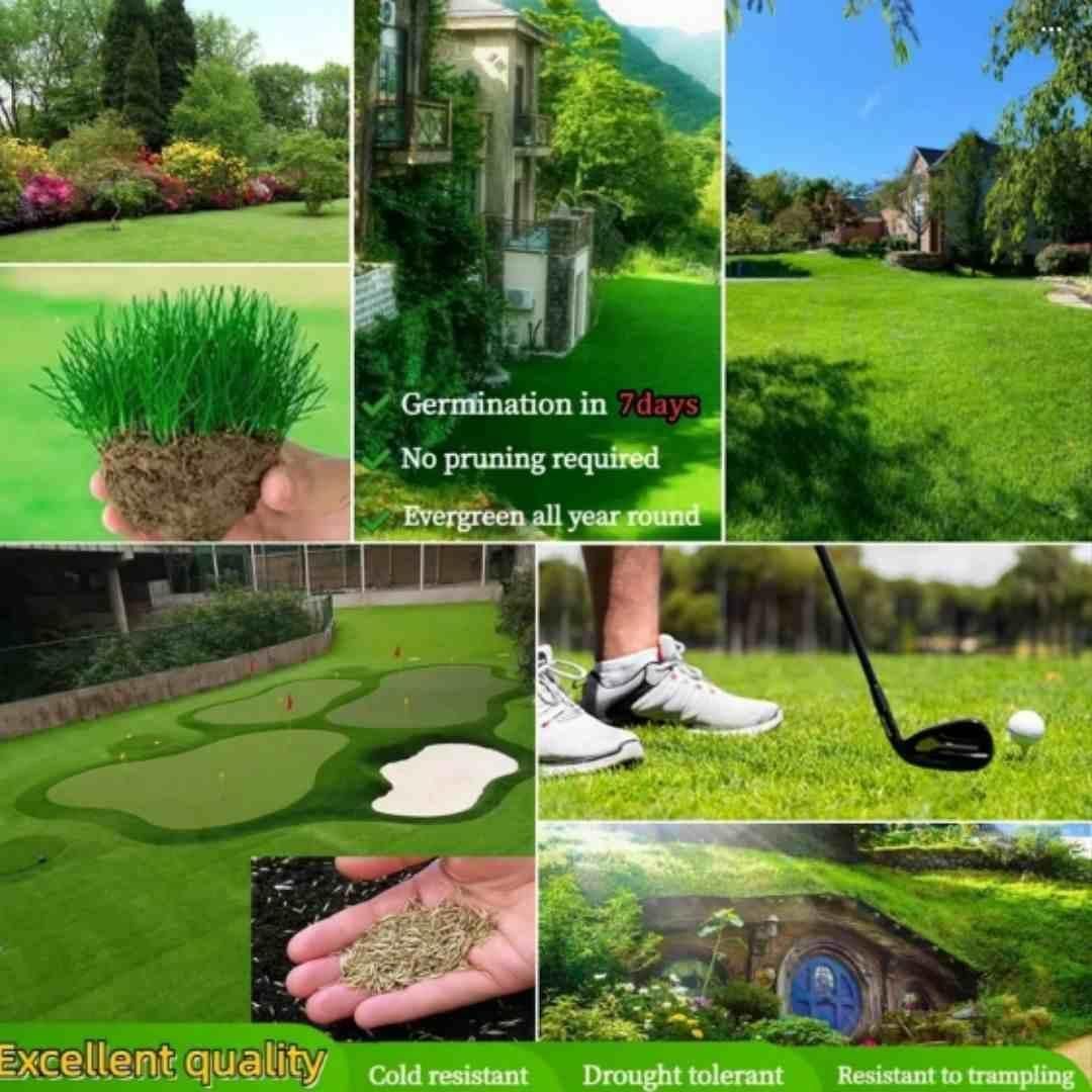 lawn and garden seeds Grass Seeds Hybrid Best For Your Beautiful Home Gardening – The Shopping  Dome